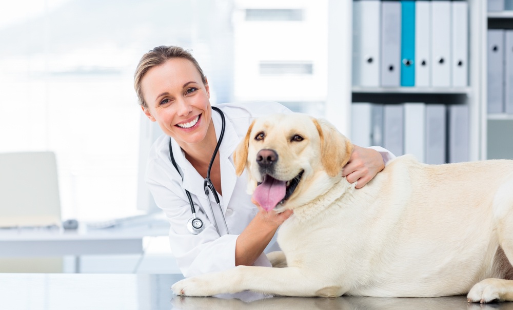 Portrait of confident female veterinarian examining dog in hospital