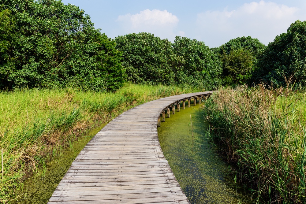 Walking path over the jungle