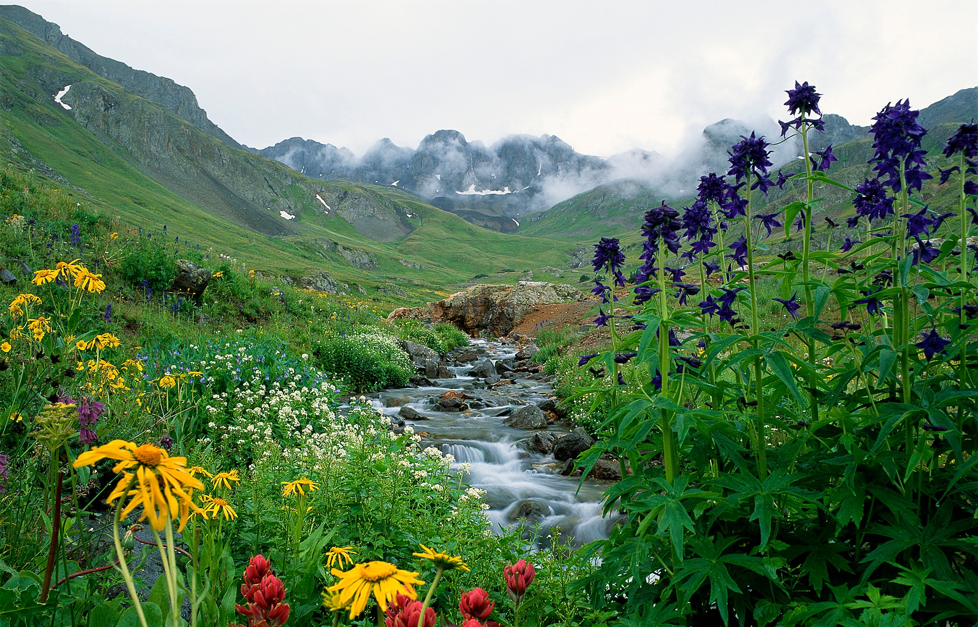 MISTY-BASIN-telluride-wildflowers-creek